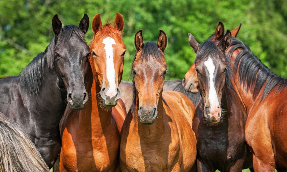 Equestrian Property USA